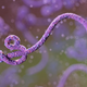 Illustration for article titled Liberian Woman Contracted Ebola Through Unprotected Sex